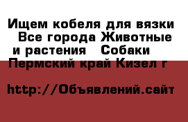 Ищем кобеля для вязки - Все города Животные и растения » Собаки   . Пермский край,Кизел г.